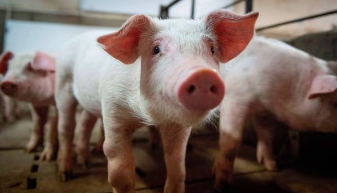 പാലക്കാട് ആഫ്രിക്കൻ പന്നിപ്പനി സ്ഥിരീകരിച്ചു; നാല് പഞ്ചായത്തുകളിൽ നിയന്ത്രണം, പന്നി മാംസം വിതരണം ചെയ്യുന്നതിന് വിലക്ക്